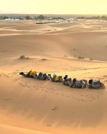 Camel Trekking in the Sahara